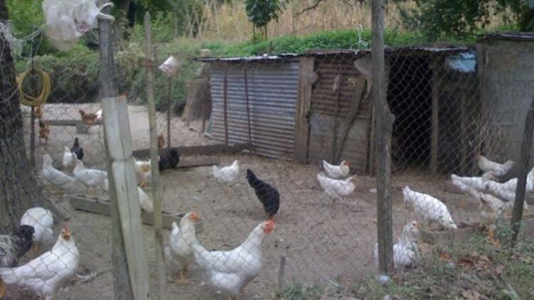 Συνταξιούχος στον Βόλο ζει σε κοτέτσι για να μην έχει επαφή με σύζυγο και κόρη – «Θα σας θάψω» τις απείλησε