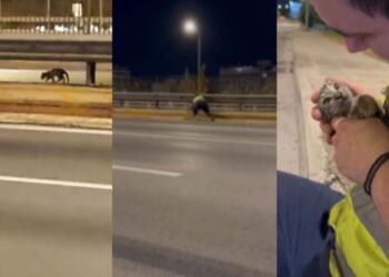 Όλο το ίντερνετ τον χειροκροτά: Παλικάρι σώζει γατάκι που έχει εγκλωβιστεί στη μέση του Κηφισού! (video)