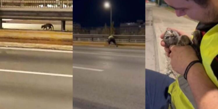 Όλο το ίντερνετ τον χειροκροτά: Παλικάρι σώζει γατάκι που έχει εγκλωβιστεί στη μέση του Κηφισού! (video)