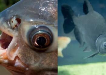 Ανατριχιαστικό θέαμα: Βρέθηκε ψάρι με αιχμηρά ανθρώπινα δόντια – Κάποιοι το κρατούν ως κατοικίδιο! (photo)