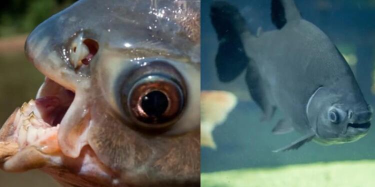 Ανατριχιαστικό θέαμα: Βρέθηκε ψάρι με αιχμηρά ανθρώπινα δόντια – Κάποιοι το κρατούν ως κατοικίδιο! (photo)