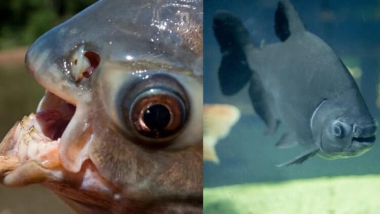 Ανατριχιαστικό θέαμα: Βρέθηκε ψάρι με αιχμηρά ανθρώπινα δόντια – Κάποιοι το κρατούν ως κατοικίδιο! (photo)
