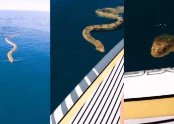 Βίντεο σοκ στην Αυστραλία: Τεράστιο φίδι ξεπροβάλει από τον βυθό της θάλασσας και προκαλεί πανικό!