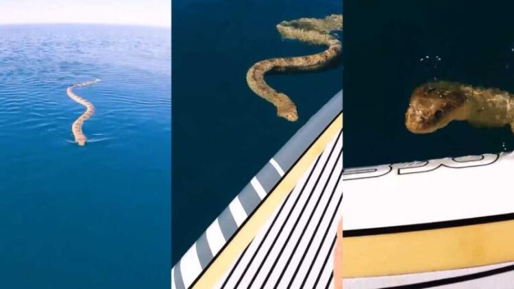 Βίντεο σοκ στην Αυστραλία: Τεράστιο φίδι ξεπροβάλει από τον βυθό της θάλασσας και προκαλεί πανικό!