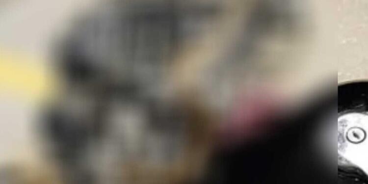 Τρόμος για μοτοσικλετιστή στην Ηγουμενίτσα: Φίδι τυλίχθηκε εν κινήσει στο τιμόνι της μηχανής