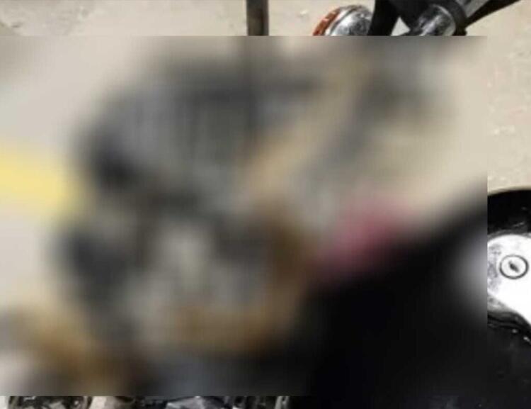 Τρόμος για μοτοσικλετιστή στην Ηγουμενίτσα: Φίδι τυλίχθηκε εν κινήσει στο τιμόνι της μηχανής