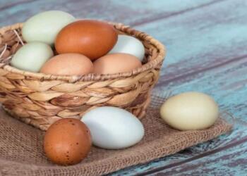 Τρώτε αυγά καθημερινά; Δείτε τι θα συμβεί στο σώμα σας – Πώς επηρεάζουν την υγεία της καρδιάς