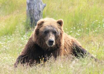 brown bear lying on grass field during daytime