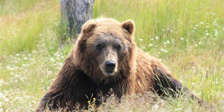 brown bear lying on grass field during daytime