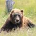 brown bear lying on grass field during daytime