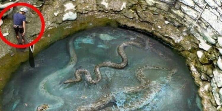 Εργάτης βρήκε μια γιγάντια φωλιά φιδιών – Δεν πίστευε στα μάτια όταν ανακάλυψε τι βρίσκεται πιο κάτω