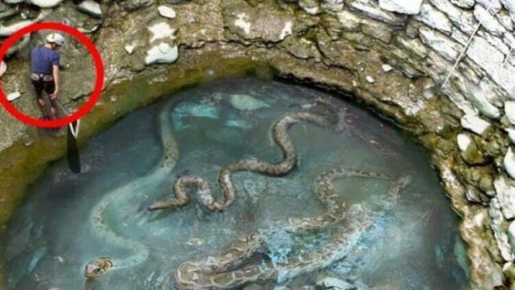 Εργάτης βρήκε μια γιγάντια φωλιά φιδιών – Δεν πίστευε στα μάτια όταν ανακάλυψε τι βρίσκεται πιο κάτω