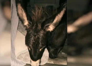 Τυφώνας Μίλτον: Ζευγάρι πήρε στο υπνοδωμάτιο του τον γαϊδαρο του για να τον προστατέψει