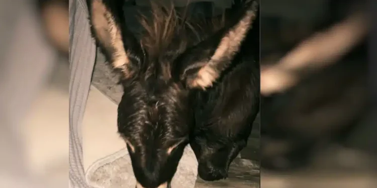 Τυφώνας Μίλτον: Ζευγάρι πήρε στο υπνοδωμάτιο του τον γαϊδαρο του για να τον προστατέψει