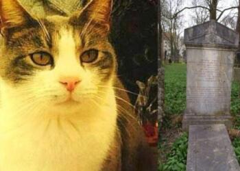 «Σπαράζει καρδιές»: Η γάτα που πήγαινε δώρα στον τάφο του ιδιοκτήτη της για χρόνια