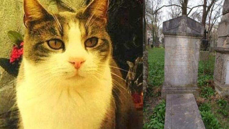 «Σπαράζει καρδιές»: Η γάτα που πήγαινε δώρα στον τάφο του ιδιοκτήτη της για χρόνια