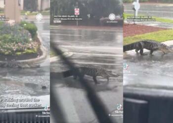 Σοκ στη Φλόριντα: Ο τυφώνας Milton έβγαλε τους κροκόδειλους στη στεριά! (video)