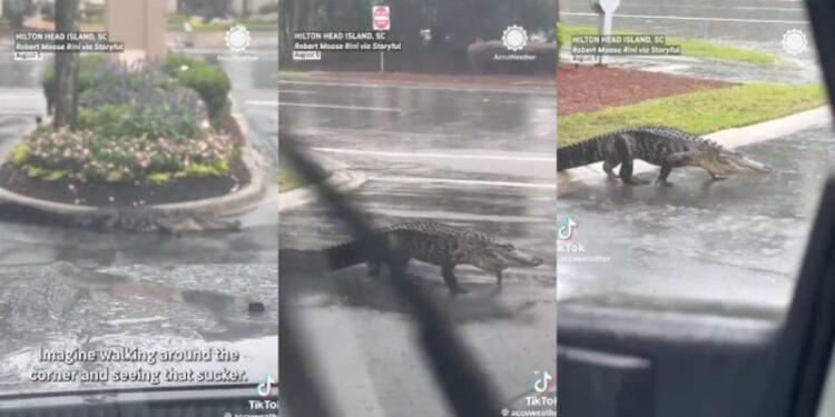 Σοκ στη Φλόριντα: Ο τυφώνας Milton έβγαλε τους κροκόδειλους στη στεριά! (video)