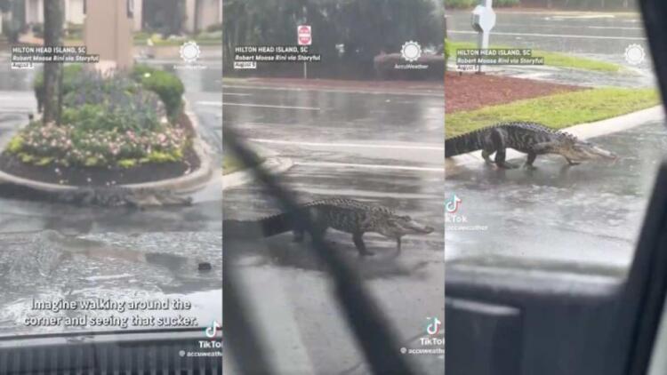 Σοκ στη Φλόριντα: Ο τυφώνας Milton έβγαλε τους κροκόδειλους στη στεριά! (video)