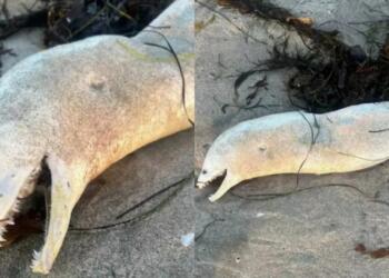 Ο απόλυτος εφιάλτης: Θαλάσσιο τέρας με τεράστια δόντια ξεβράζεται σε παραλία! (photo)