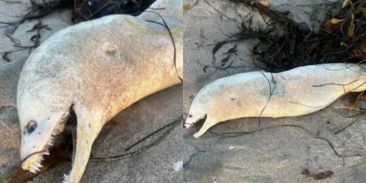 Ο απόλυτος εφιάλτης: Θαλάσσιο τέρας με τεράστια δόντια ξεβράζεται σε παραλία! (photo)