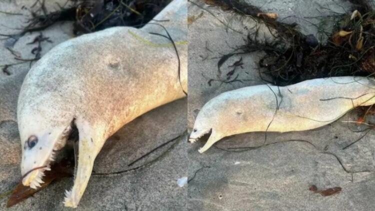 Ο απόλυτος εφιάλτης: Θαλάσσιο τέρας με τεράστια δόντια ξεβράζεται σε παραλία! (photo)