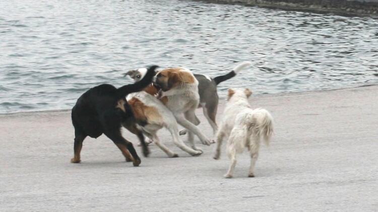 Φρικτός θάνατος για την 70χρονη στον Τύρναβο: Την κατασπάραξαν τα 11 σκυλιά του γιου της – Πάλευε 45 λεπτά να ξεφύγει (video)