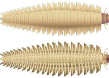 2,7 μέτρα, 50 κιλά και 64 πόδια: Το μεγαλύτερο έντομο που έζησε ποτέ (Photos)