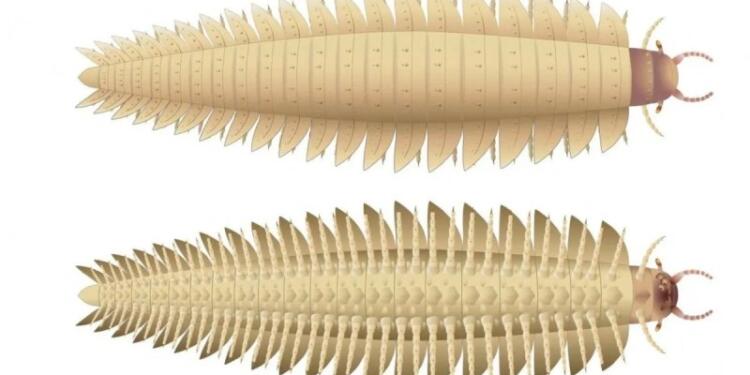 2,7 μέτρα, 50 κιλά και 64 πόδια: Το μεγαλύτερο έντομο που έζησε ποτέ (Photos)