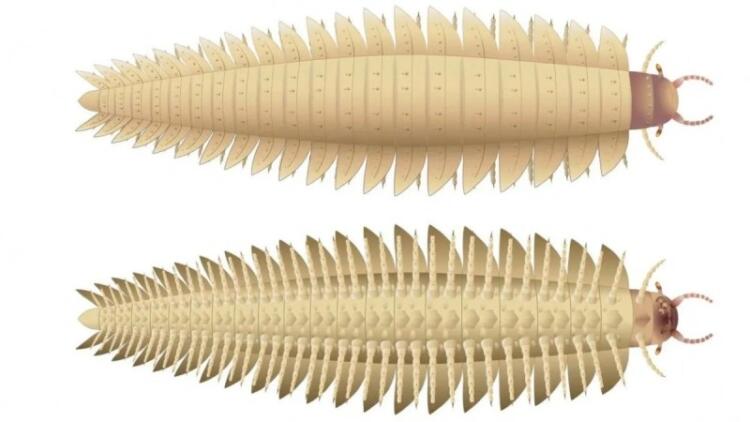 2,7 μέτρα, 50 κιλά και 64 πόδια: Το μεγαλύτερο έντομο που έζησε ποτέ (Photos)