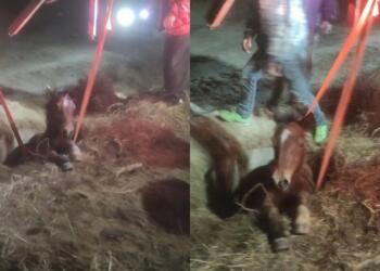 Αληθινοί ήρωες στις Σέρρες: Έσωσαν άλογο που είχε πέσει σε φρεάτιο με τη θερμοκρασία στους -8 βαθμούς!