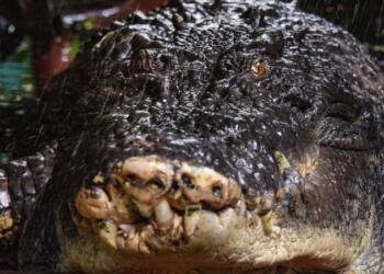 Πέθανε ο μεγαλύτερος σε μήκος κροκόδειλος του κόσμο στην Αυστραλία – Ήταν 110 ετών