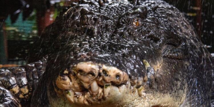 Πέθανε ο μεγαλύτερος σε μήκος κροκόδειλος του κόσμο στην Αυστραλία – Ήταν 110 ετών