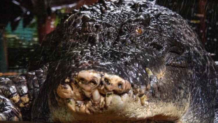 Πέθανε ο μεγαλύτερος σε μήκος κροκόδειλος του κόσμο στην Αυστραλία – Ήταν 110 ετών