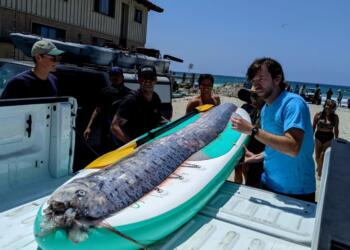 «Προάγγελος της καταστροφής»: Επανεμφανίστηκε το ψάρι «προμήνυμα» μεγάλων σεισμών