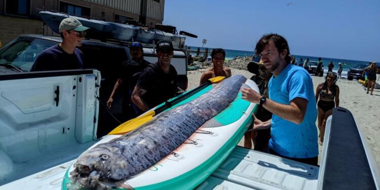 «Προάγγελος της καταστροφής»: Επανεμφανίστηκε το ψάρι «προμήνυμα» μεγάλων σεισμών