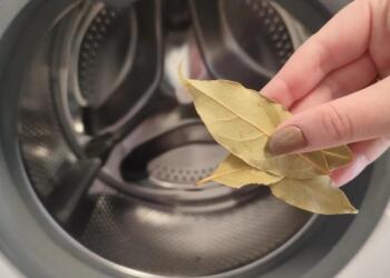 Απροσδόκητος σύμμαχος: Βάλτε ένα φύλλο δάφνης στο πλυντήριο ρούχων για άψογο πλύσιμο!