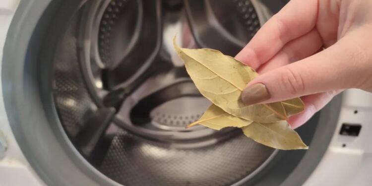 Απροσδόκητος σύμμαχος: Βάλτε ένα φύλλο δάφνης στο πλυντήριο ρούχων για άψογο πλύσιμο!