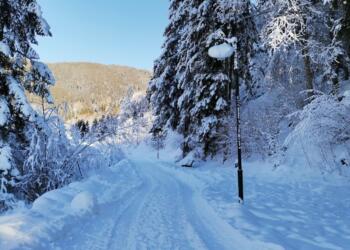 a snow covered road surrounded by tall trees