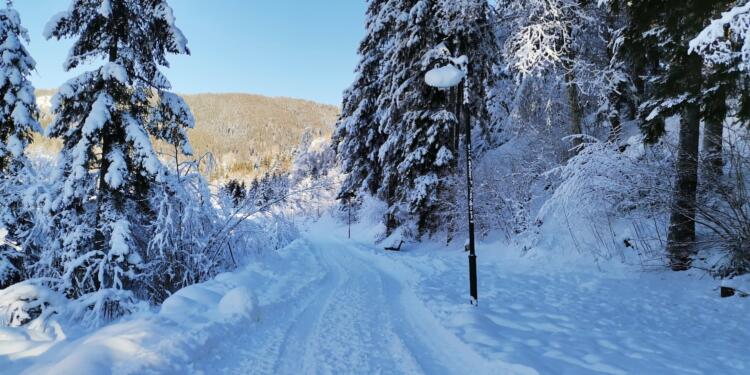 a snow covered road surrounded by tall trees