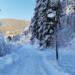 a snow covered road surrounded by tall trees