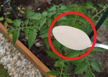 Παίρνει σιμιγδάλι και το ρίχνει στις ντομάτες στον κήπο: Το αποτέλεσμα θα σας αφήσει με το στόμα ανοικτό!