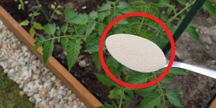 Παίρνει σιμιγδάλι και το ρίχνει στις ντομάτες στον κήπο: Το αποτέλεσμα θα σας αφήσει με το στόμα ανοικτό!