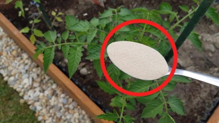 Παίρνει σιμιγδάλι και το ρίχνει στις ντομάτες στον κήπο: Το αποτέλεσμα θα σας αφήσει με το στόμα ανοικτό!