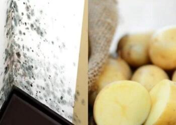 Έντομα υγρασίας: Καταπολεμήστε τα με πατάτα και άλλα 4 υλικά σε χρόνο dt