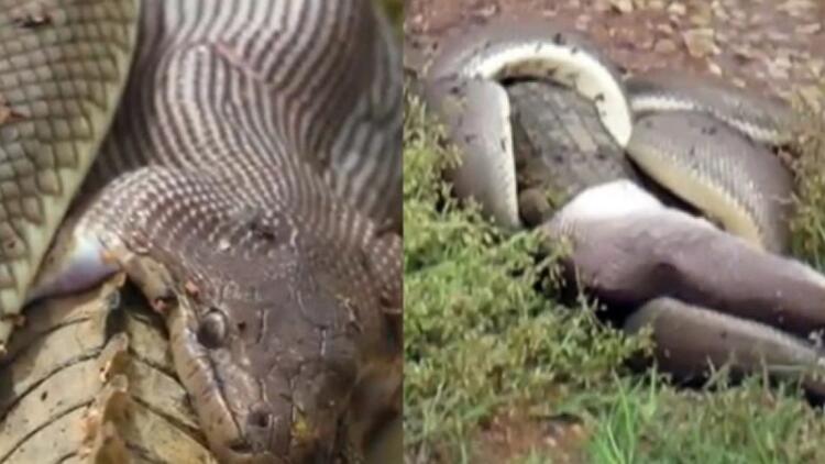 Βίντεο σοκ: Τεράστιο φίδι καταβροχθίζει κροκόδειλο (video)