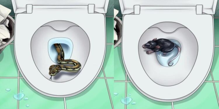 5 πλάσματα που μπορούν να σέρνονται μέσα από την τουαλέτα σας και πώς να τα σταματήσετε