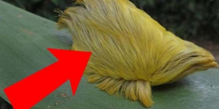 Αν ποτέ αντικρίσεις αυτό το πλάσμα τρέξε όσο πιο γρήγορα μπορείς (Video)