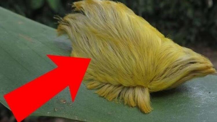 Αν ποτέ αντικρίσεις αυτό το πλάσμα τρέξε όσο πιο γρήγορα μπορείς (Video)