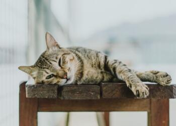 Φρικαλεότητα άνευ ορίων στην Πετρούπολη: Άγνωστος καίει γάτες με καυτό λάδι!